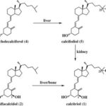 Vitamin D, calcifediol