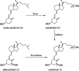 Unveiling the Power of Vitamin D: Exploring Its Forms and Health Benefits, Including the Role of Calcifediol